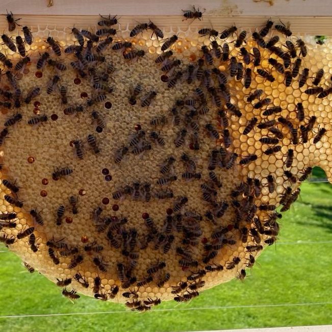 Naturwabe mit Bienen in der Imkerei ManuKu Honey