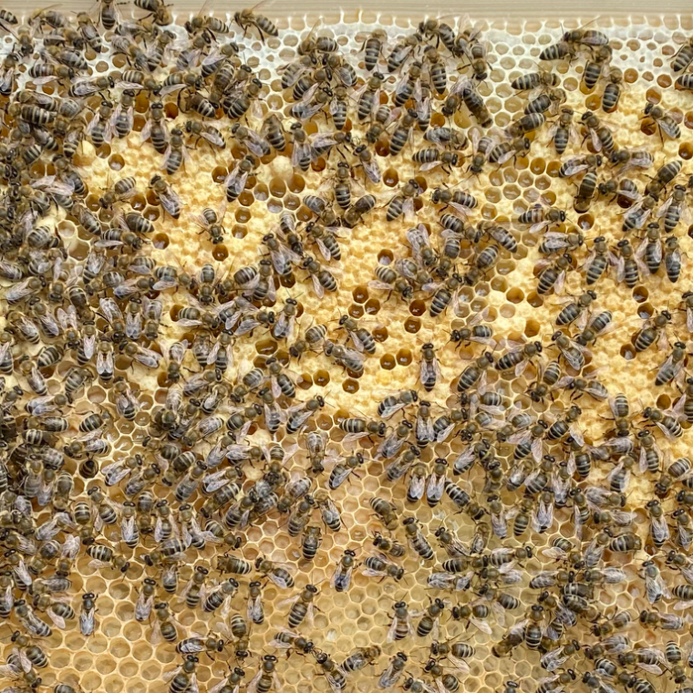 Brutwabe mit verdeckelter Brut und vielen Ammenbienen